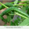 colias thisoa larvae kyrgyztan2